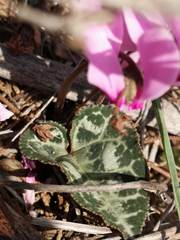 Cyclamen graecum graecum