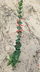 Penstemon murrayanus