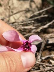 Cyclamen graecum graecum