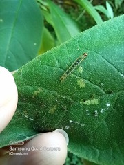 Rhectocraspeda periusalis
