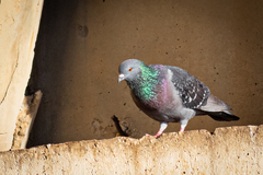 Columba livia domestica