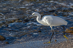 Egretta garzetta