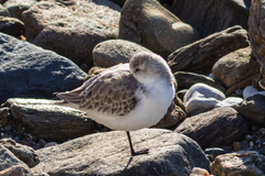 Calidris alba