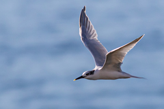 Thalasseus sandvicensis