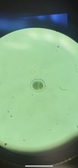Chroococcus turgidus