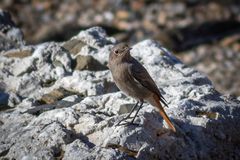 Phoenicurus ochruros