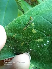Rhectocraspeda periusalis