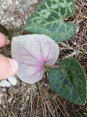Cyclamen graecum graecum