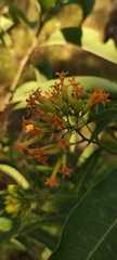 Cestrum aurantiacum