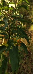 Cestrum aurantiacum