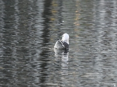 Larus