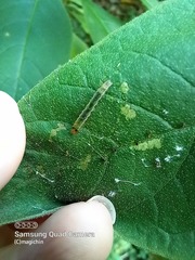Rhectocraspeda periusalis