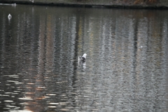 Larus