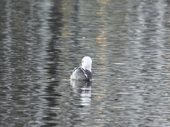 Larus