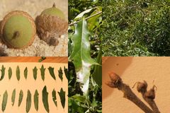 Quercus × subfalcata