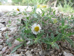 Melampodium cinereum