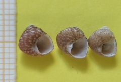 Steromphala adansonii