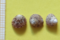 Steromphala adansonii