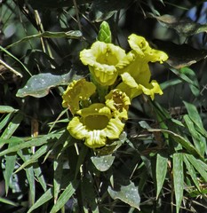 Adenocalymma paulistarum