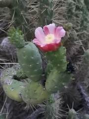 Austrocylindropuntia