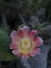 Austrocylindropuntia