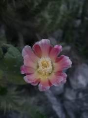 Austrocylindropuntia