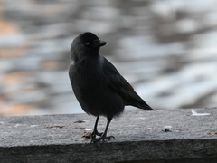 Corvus monedula