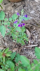 Salvia lycioides