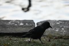 Corvus monedula