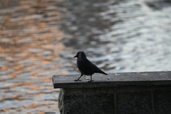 Corvus monedula
