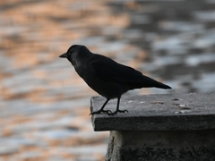 Corvus monedula