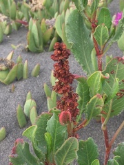Rumex maricola