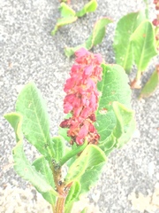 Rumex maricola