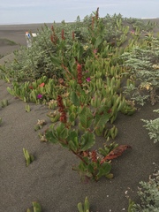 Rumex maricola