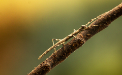 Trachythorax