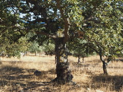 Quercus ithaburensis macrolepis