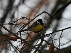 Parus major
