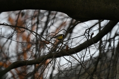 Parus major