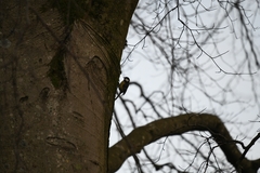 Parus major