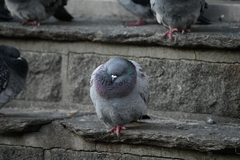 Columba livia domestica