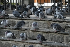 Columba livia domestica