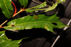 Quercus × subfalcata