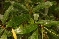 Quercus × subfalcata