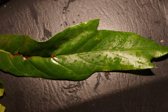 Quercus × subfalcata