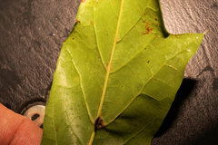 Quercus × subfalcata