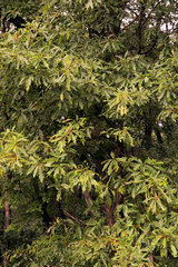 Quercus × subfalcata