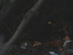 Turdus merula