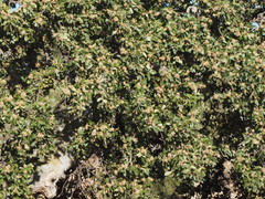 Quercus ithaburensis macrolepis