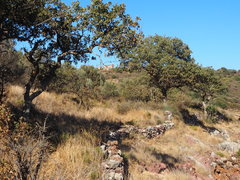 Quercus ithaburensis macrolepis