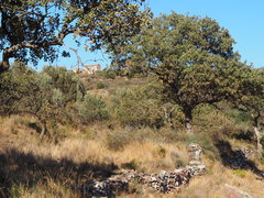 Quercus ithaburensis macrolepis